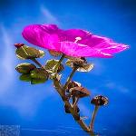 Pink Flower and Blue Sky