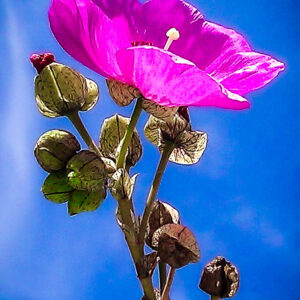 Pink Flower and Blue Sky