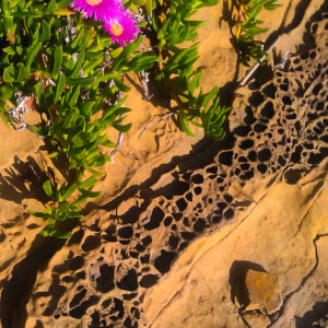 Flowers in Sandstone Cliff