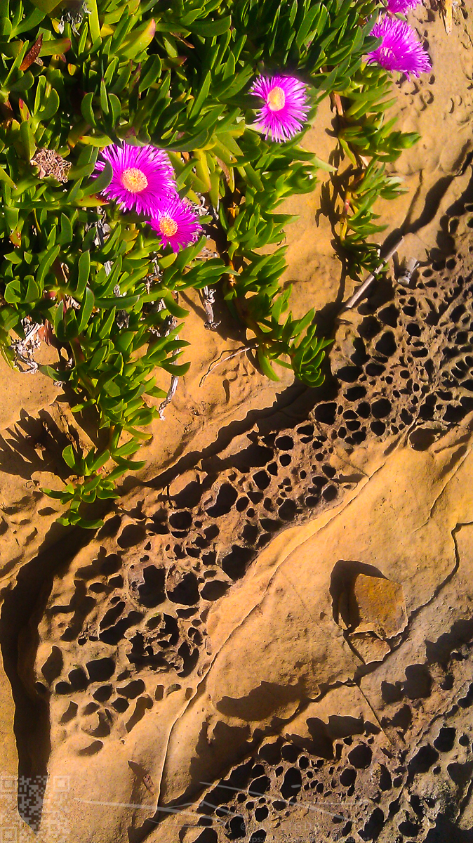 Flowers in Sandstone Cliff