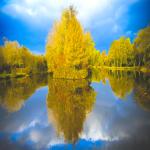 Fall Tree Reflects Fall Tree Reflects