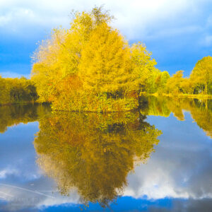 Fall Tree Reflects