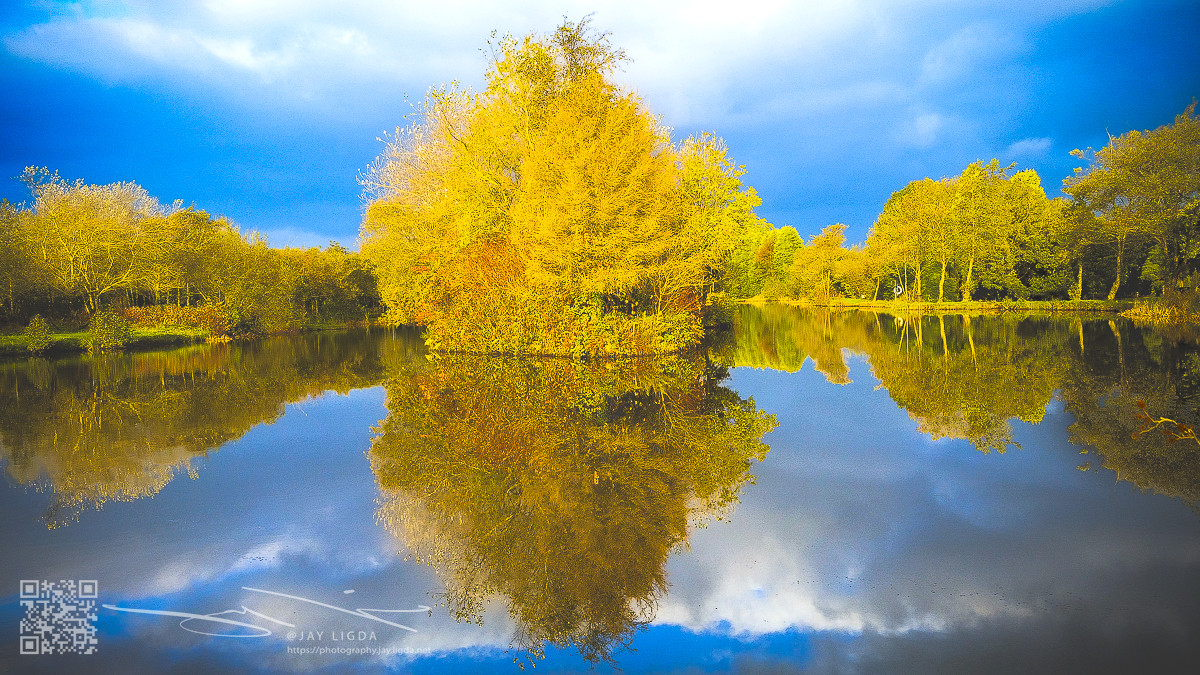Fall Tree Reflects Fall Tree Reflects