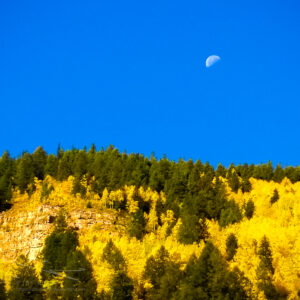 Aspens and Moonset