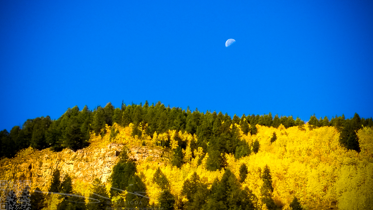 Aspens and Moonset