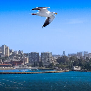 Motionless Flight of a Seagull