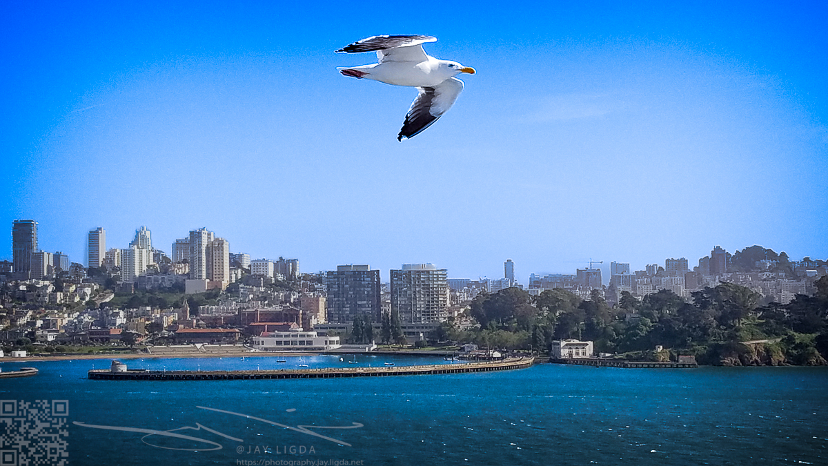 Motionless Flight of a Seagull