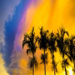 Palm Trees in Vibrant Sunset