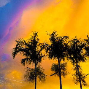 Palm Trees in Vibrant Sunset