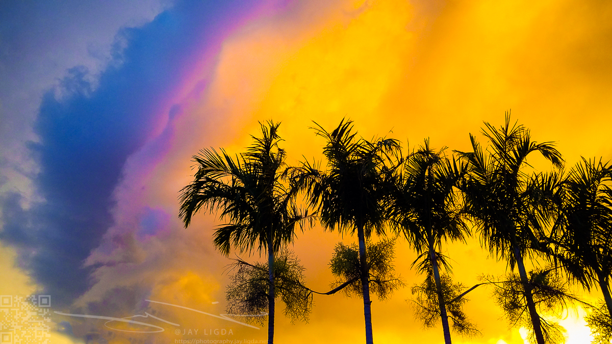 Palm Trees in Vibrant Sunset