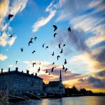 Birds Take Flight