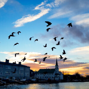 Birds Take Flight