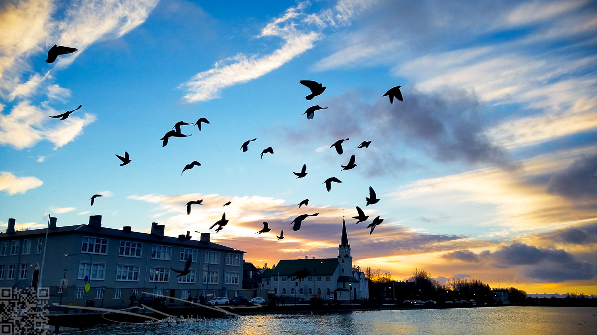 Birds Take Flight