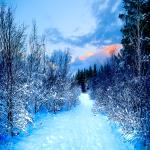Snowy Morning Path