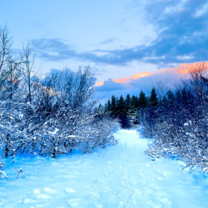 Snowy Morning Path