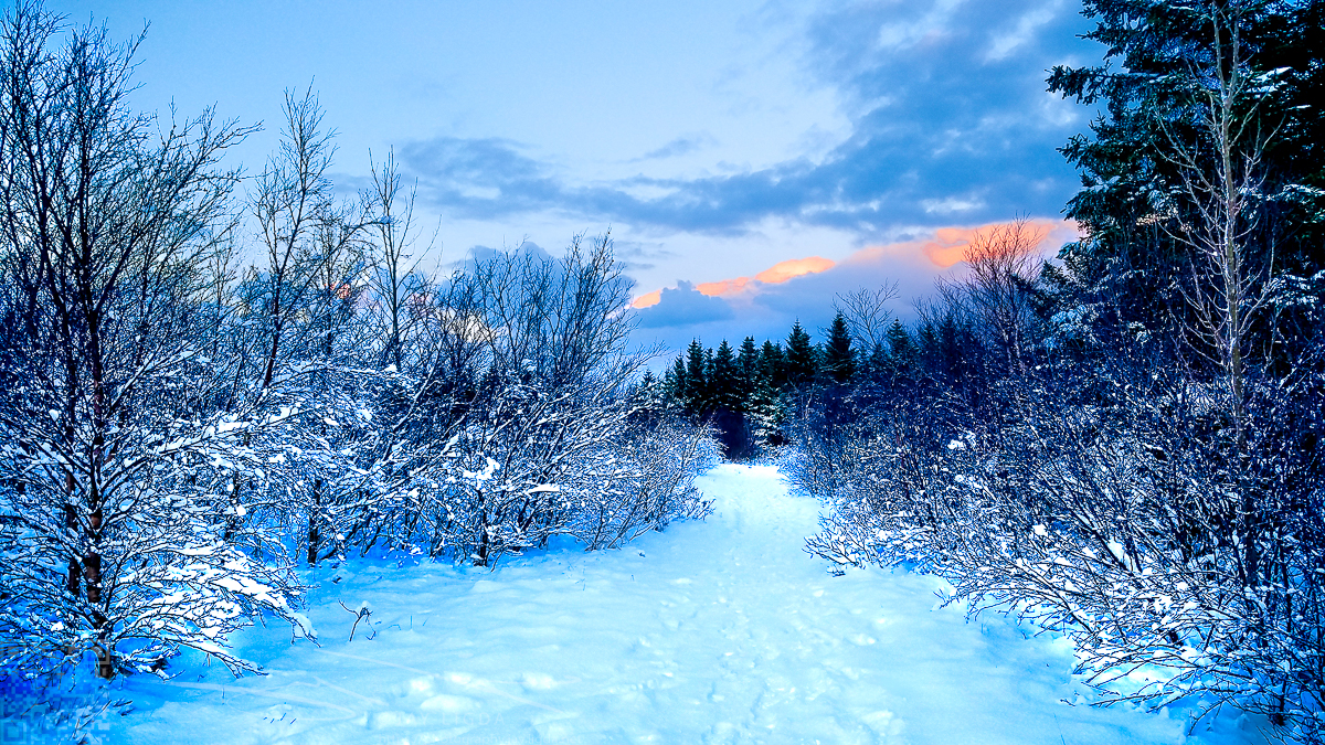 Snowy Morning Path