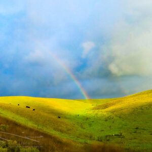 BrightRainbow in Green Field