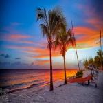 Palm Tree Beach Silhouette