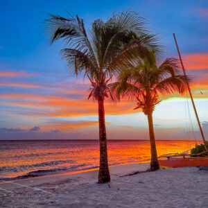 Palm Tree Beach Silhouette