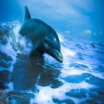 Dolphin Riding the Wave
