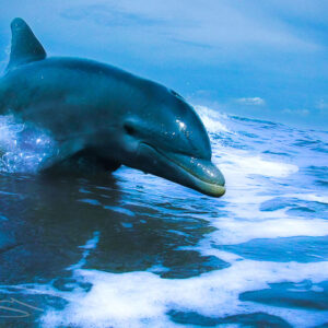 Dolphin Riding the Wave