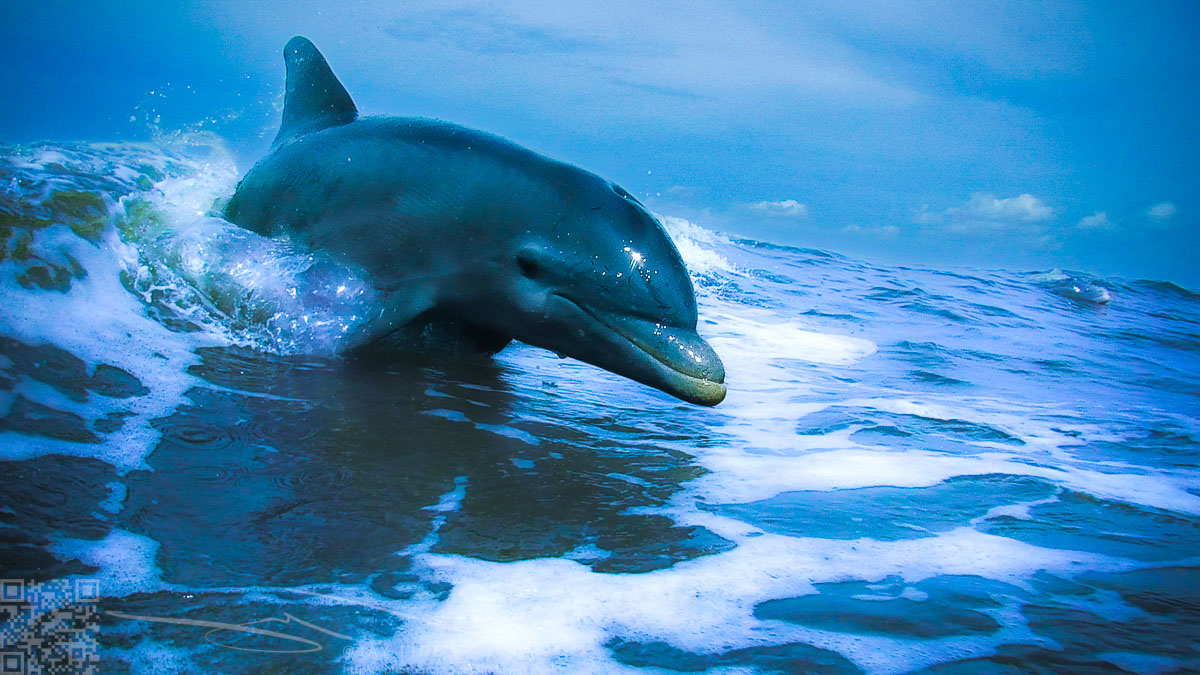 Dolphin Riding the Wave