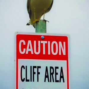 Cliff the Seagull