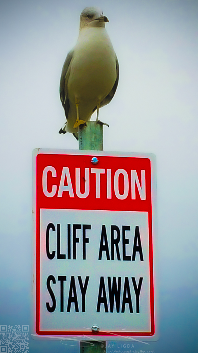 Cliff the Seagull