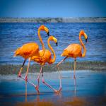 Flamingos March