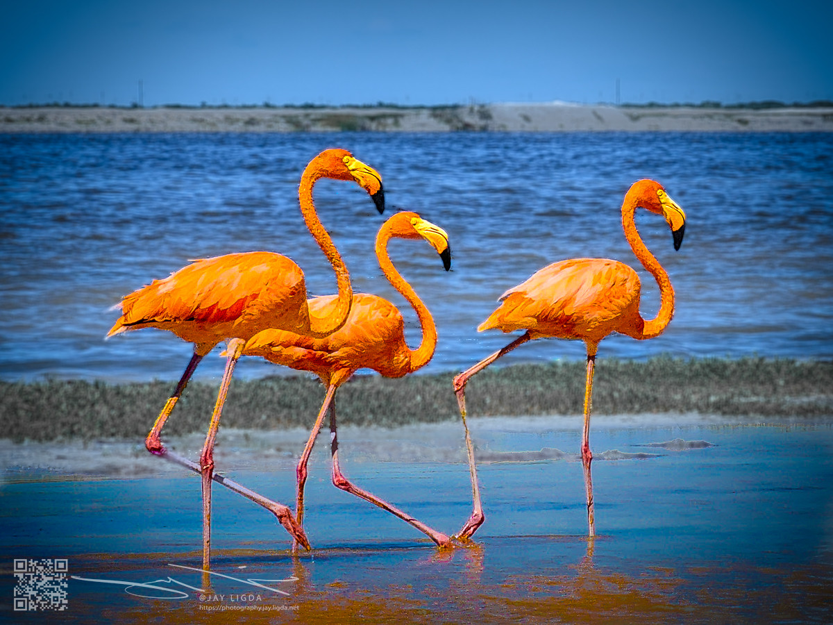 Flamingos March