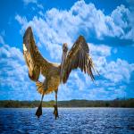 Pelican Landing