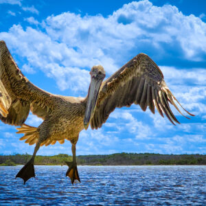 Pelican Landing