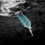 Vibrant Feather with Essence