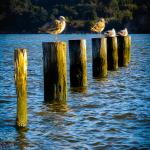 Seagulls on Benicia Piers