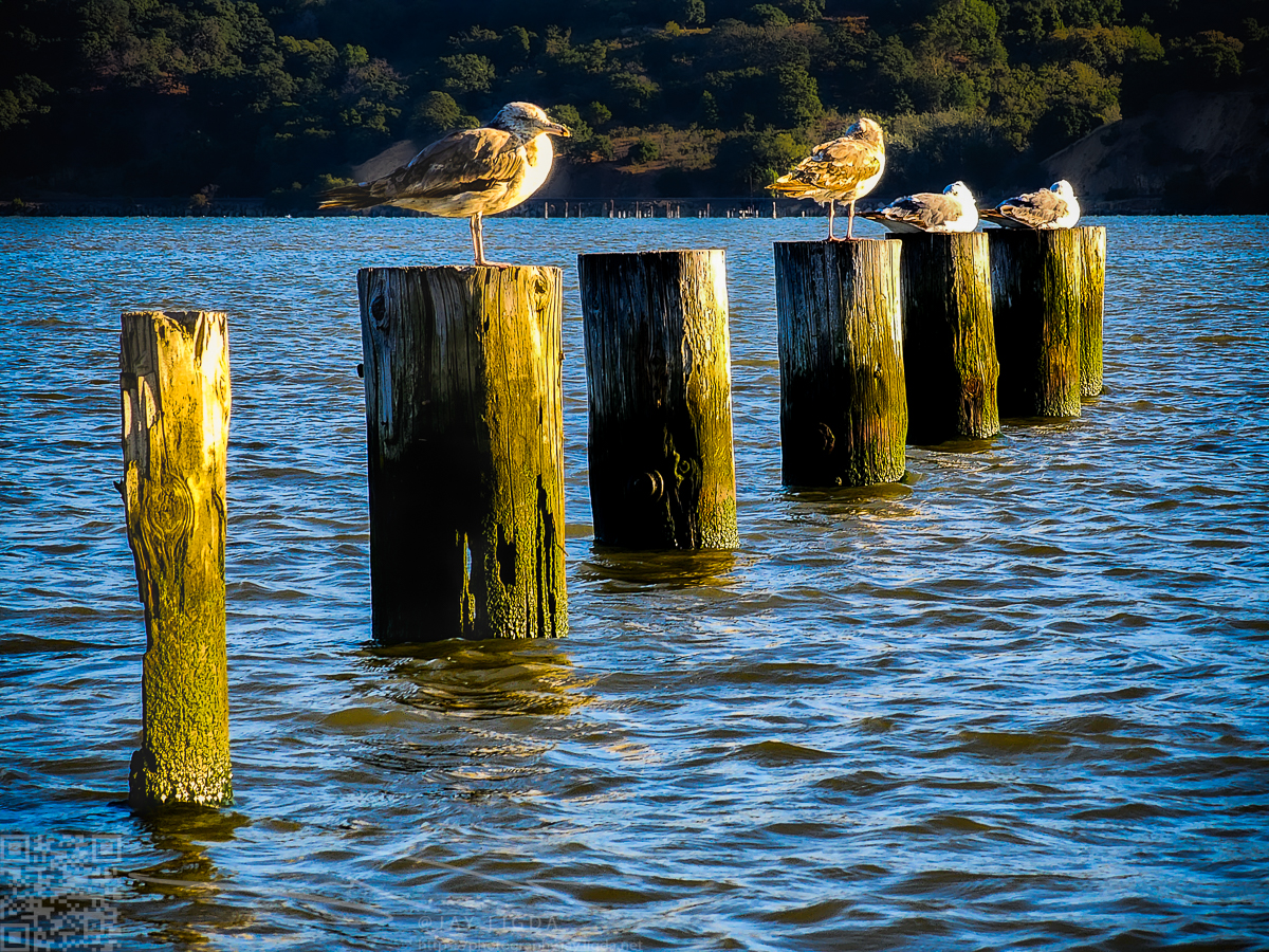 Seagulls on Benicia Piers