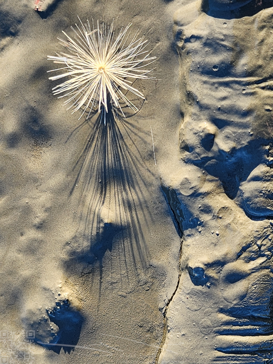 Dandelion Seed on Sand with Evening Shadow