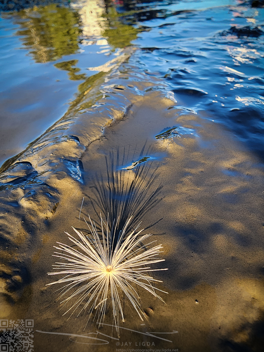 Dandelion Seed Reflection