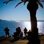 Evening Under the Palm