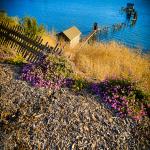 Delapidated Pier with Lavendar Flowers