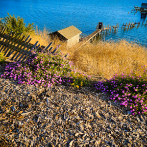 Delapidated Pier with Lavendar Flowers