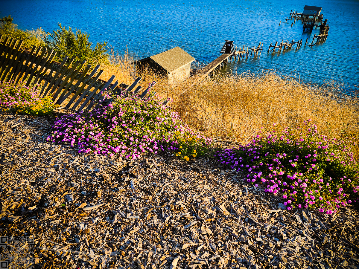 Delapidated Pier with Lavendar Flowers