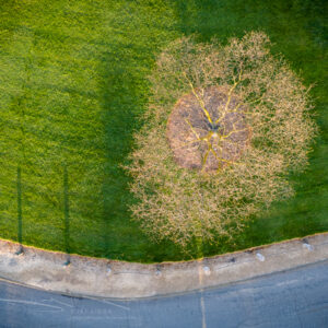 Aerial View of a Tree in a the Park