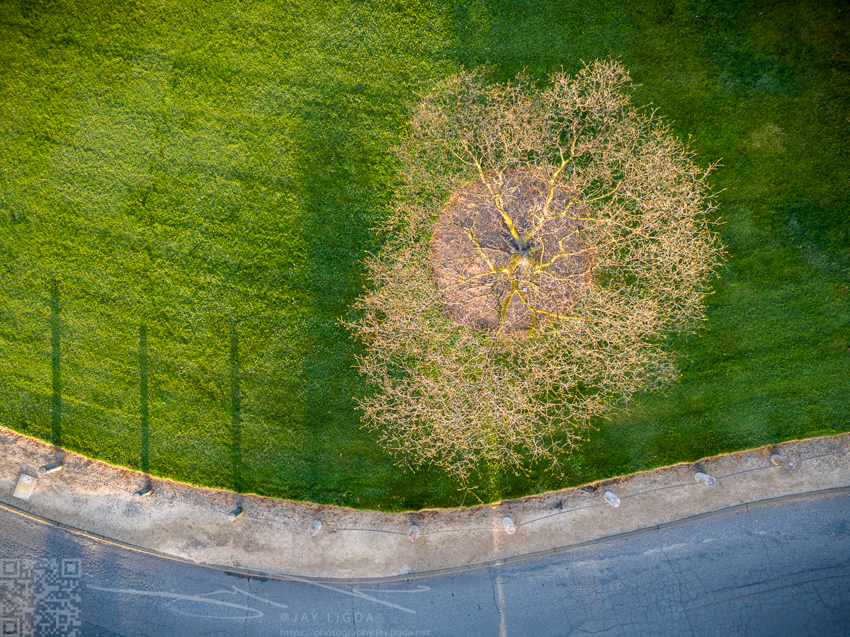 Aerial View of a Tree in a the Park