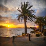 Blowing Palm with Sunset Reflection