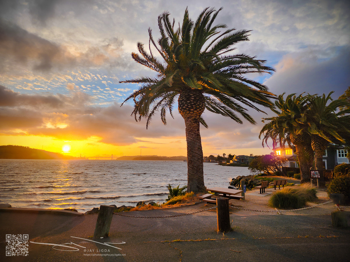 Blowing Palm with Sunset Reflection