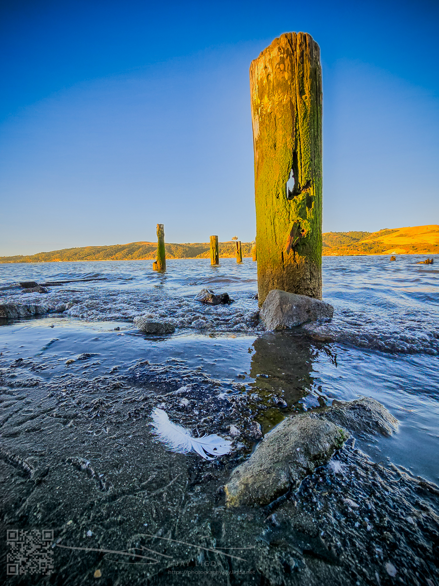 Feather and Pier at Low Tide