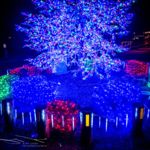 Close Up of Benicia Christmas Tree and Presents