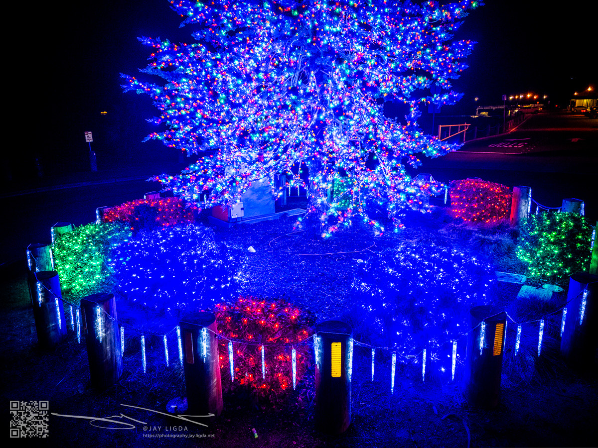 Close Up of Benicia Christmas Tree and Presents Close Up of Benicia Christmas Tree and Presents
