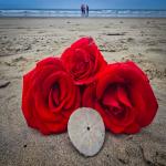 Red Roses on Beach and Sand Dollar