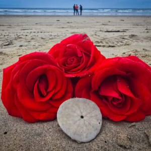 Red Roses on Beach and Sand Dollar